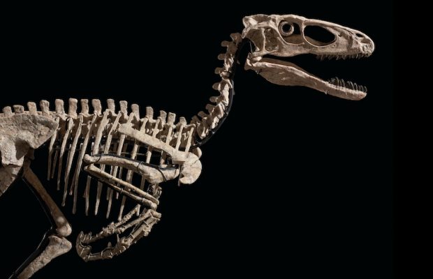 DİNAZOR İSKELETİ AÇIK ARTIRMAYLA SATIŞA ÇIKARILACAK
