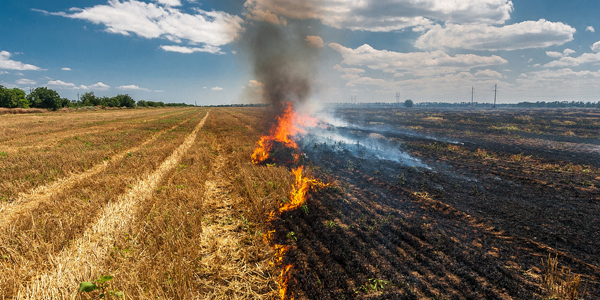Anız yakılması toprak ekosistemini bozuyor